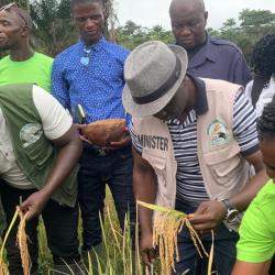 Government Launches 2025 National Rice Harvesting Season in Sehyikepa